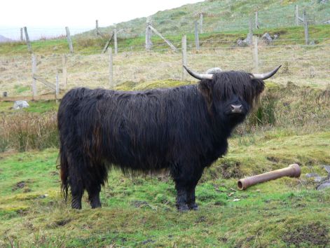 highland_cattle_black_cow.jpg